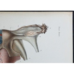 1866 - Appareil génital interne féminin 