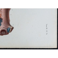 1866 - Appareil génital interne féminin 