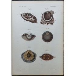 1866 - Ovaire & vésicules ovariennes 