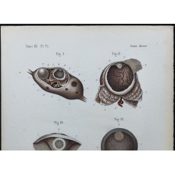 1866 - Ovaire & vésicules ovariennes 