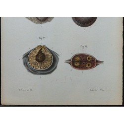 1866 - Ovaire & vésicules ovariennes 