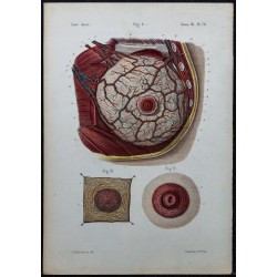 1866 - Glande mammaire, mamelon & aréole 