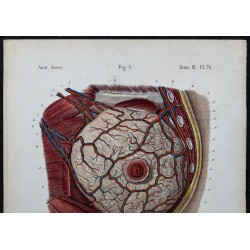 1866 - Glande mammaire, mamelon & aréole 