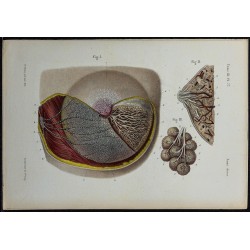 1866 - Glande mammaire & vaisseaux lymphatiques 