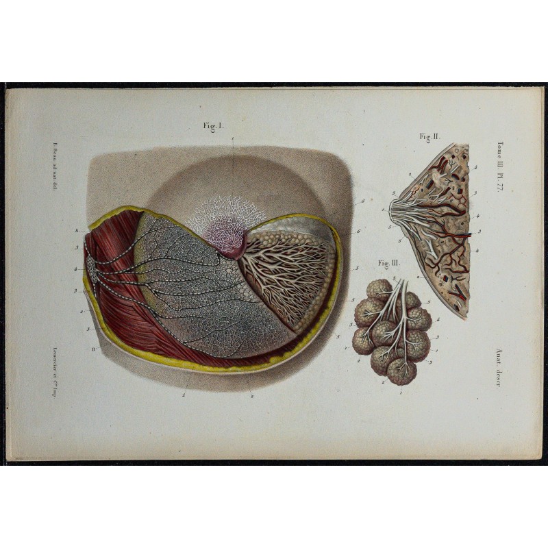 1866 - Glande mammaire & vaisseaux lymphatiques 