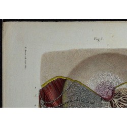 1866 - Glande mammaire & vaisseaux lymphatiques 
