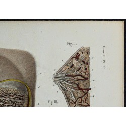1866 - Glande mammaire & vaisseaux lymphatiques 