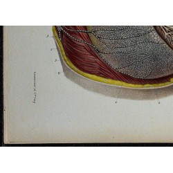 1866 - Glande mammaire & vaisseaux lymphatiques 