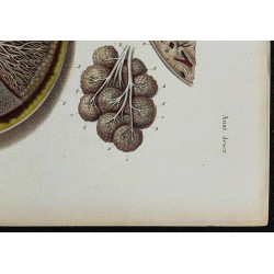 1866 - Glande mammaire & vaisseaux lymphatiques 