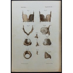 1866 - Cartilages du larynx 