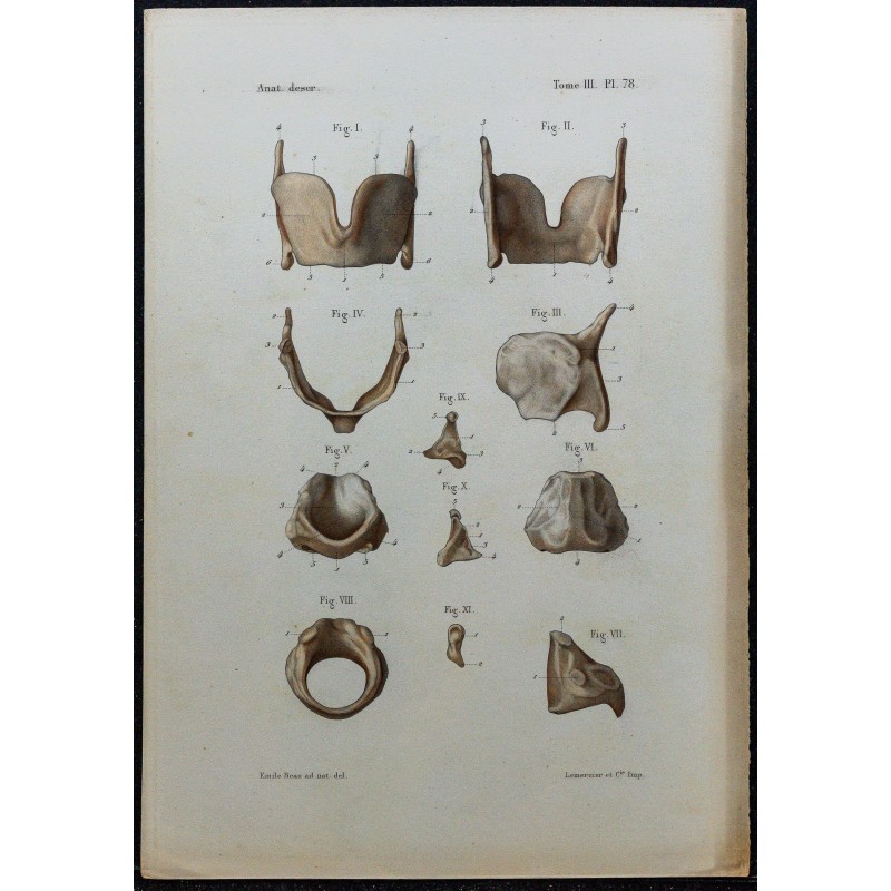 1866 - Cartilages du larynx 