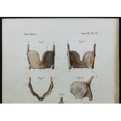 1866 - Cartilages du larynx 