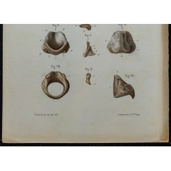 1866 - Cartilages du larynx 