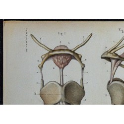 1866 - Larynx & articulations 