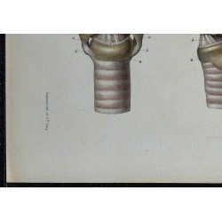 1866 - Larynx & articulations 