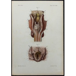1866 - Larynx & ouverture supérieure 
