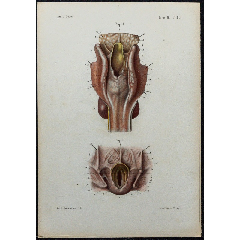 1866 - Larynx & ouverture supérieure 