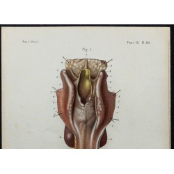 1866 - Larynx & ouverture supérieure 