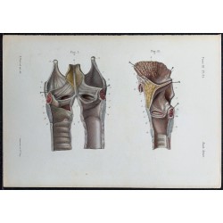 1866 - Larynx (cordes vocales & cartilages) 