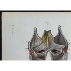 1866 - Larynx (cordes vocales & cartilages) 