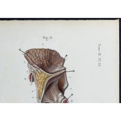 1866 - Larynx (cordes vocales & cartilages) 