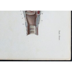 1866 - Larynx (cordes vocales & cartilages) 