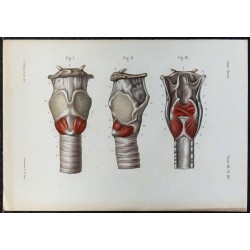 1866 - Larynx & muscles intrinsèques 