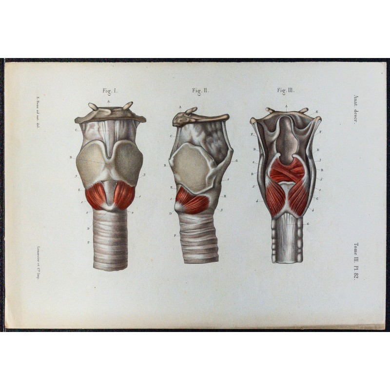 1866 - Larynx & muscles intrinsèques 