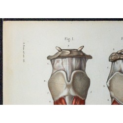 1866 - Larynx & muscles intrinsèques 