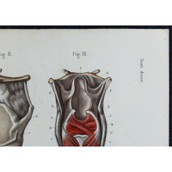 1866 - Larynx & muscles intrinsèques 