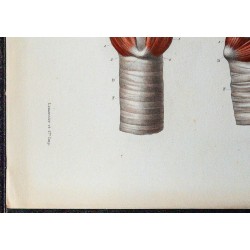 1866 - Larynx & muscles intrinsèques 