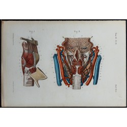 1866 - Larynx muscles & vaisseaux 