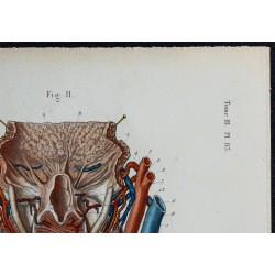 1866 - Larynx muscles & vaisseaux 