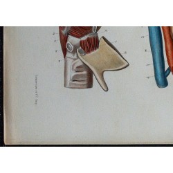 1866 - Larynx muscles & vaisseaux 