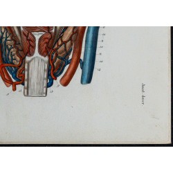 1866 - Larynx muscles & vaisseaux 