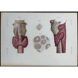 1866 - Thyroïde & vascularisation 