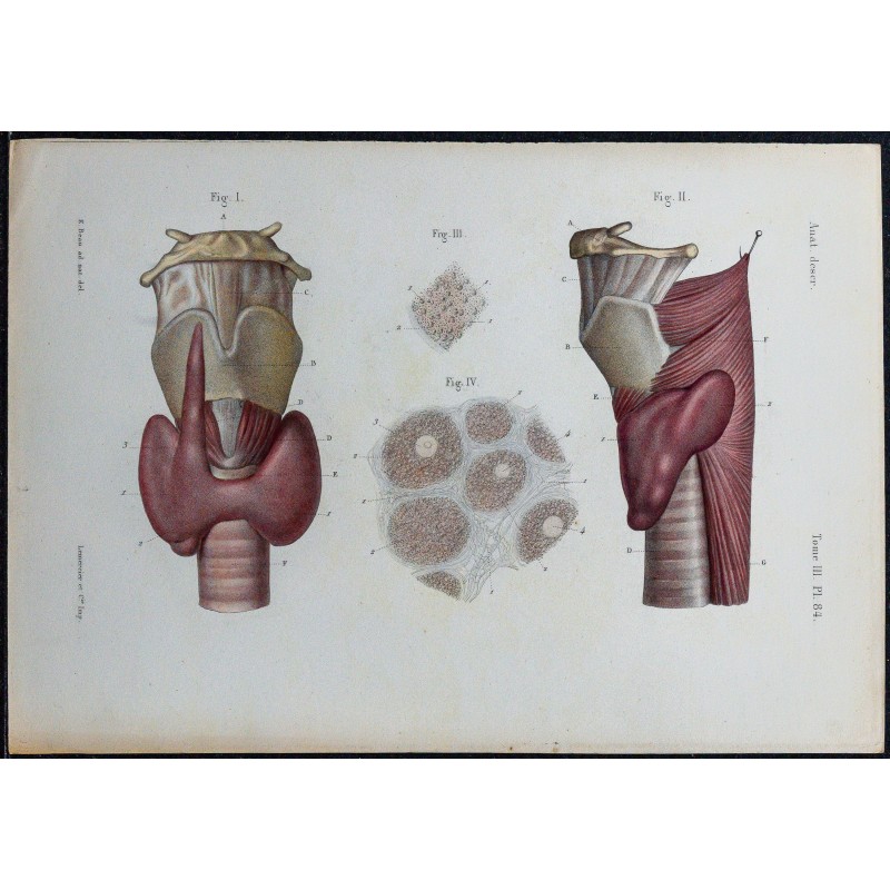 1866 - Thyroïde & vascularisation 