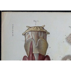 1866 - Thyroïde & vascularisation 