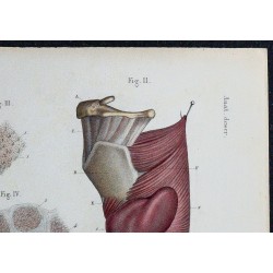 1866 - Thyroïde & vascularisation 