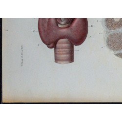1866 - Thyroïde & vascularisation 