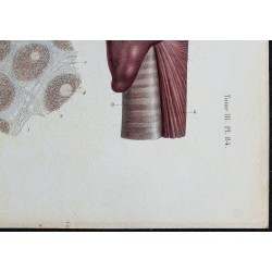 1866 - Thyroïde & vascularisation 