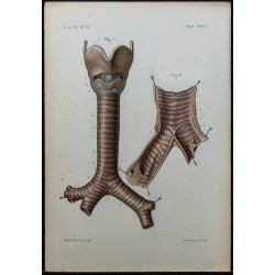 1866 - Trachée & bronches 