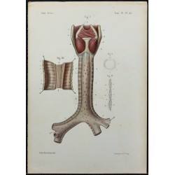 1866 - Trachée & bronches 