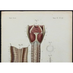 1866 - Trachée & bronches 