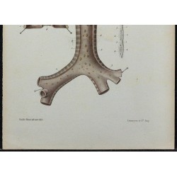 1866 - Trachée & bronches 
