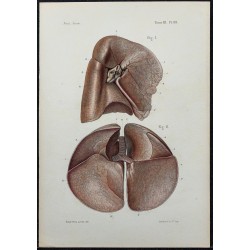 1866 - Poumons & conformation externe 