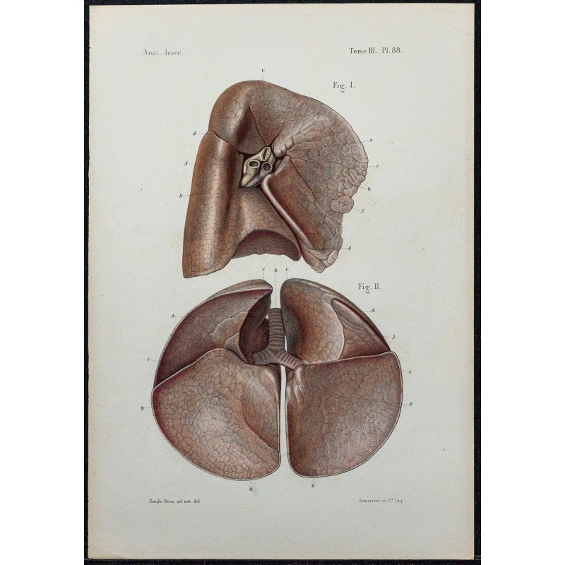 1866 - Poumons & conformation externe 