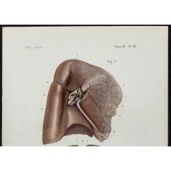 1866 - Poumons & conformation externe 