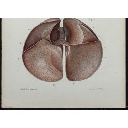 1866 - Poumons & conformation externe 