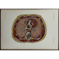 1866 - Thorax & plèvres 